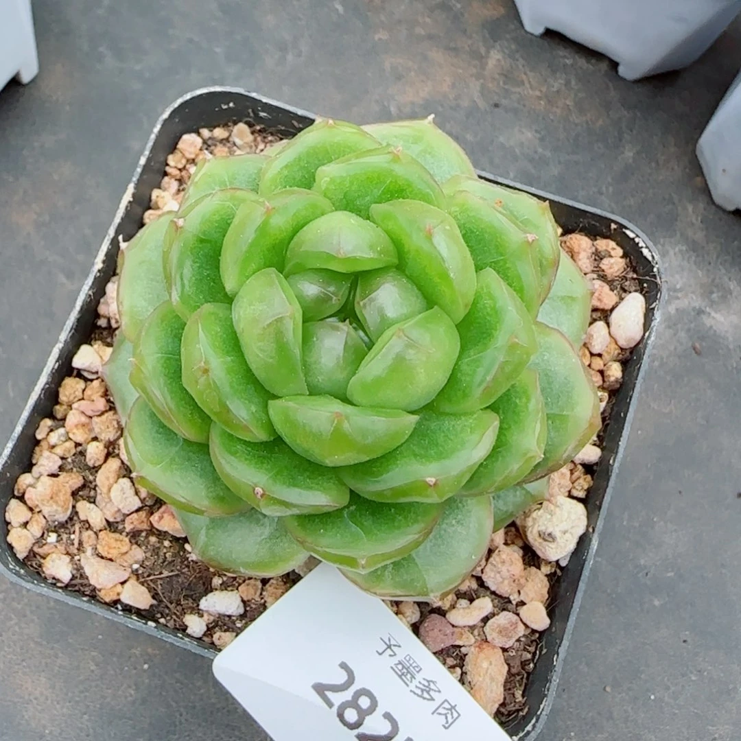 新品，糖果珍妮，2822多肉