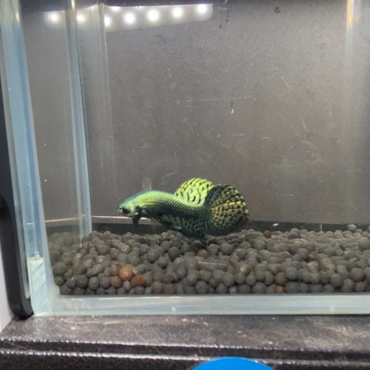 斗鱼泰国斗鱼328号