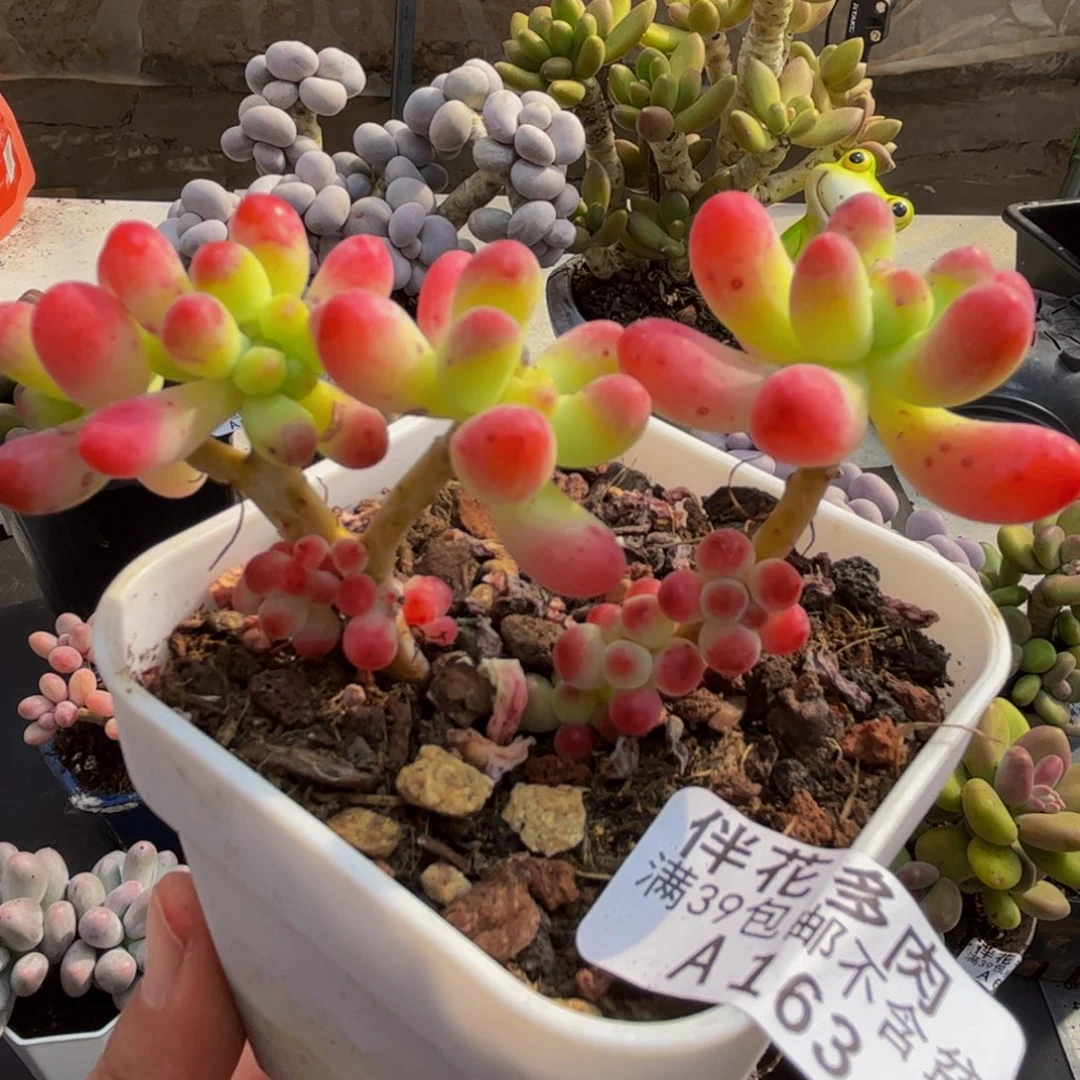 163/6cm乙女心缀多肉植物