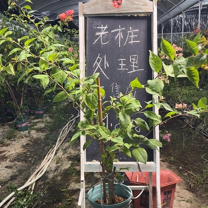 无花朵三角梅三角梅1350