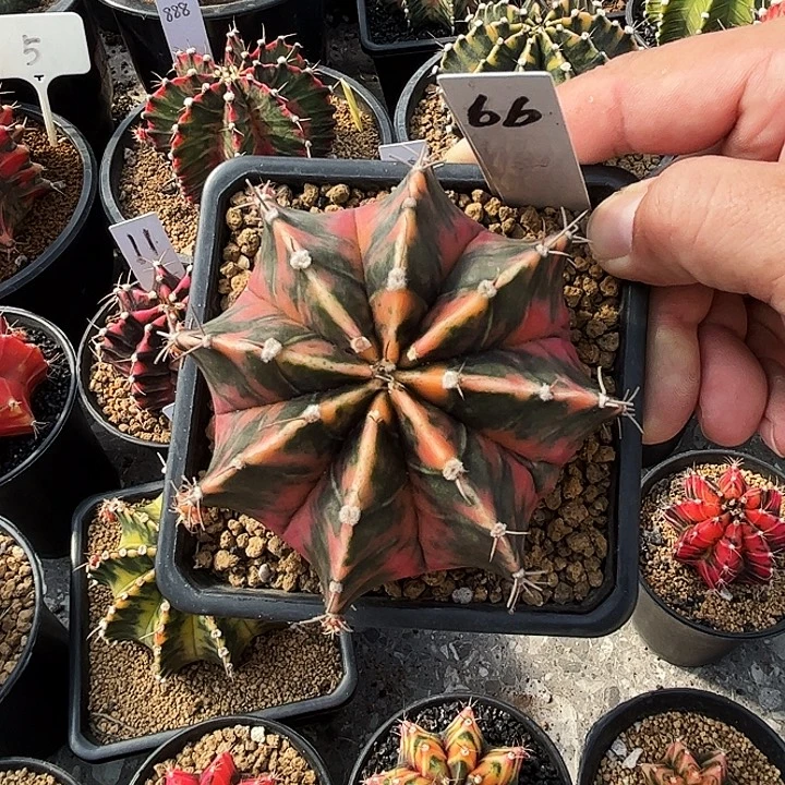 泰系米哈一物一拍