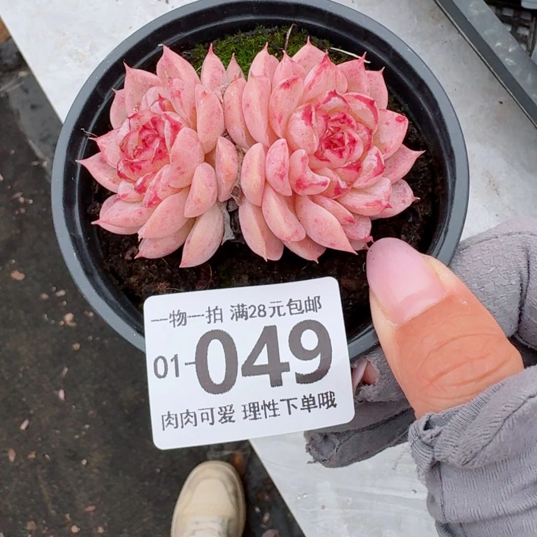 天鹅绒无盆土发货无盆土无