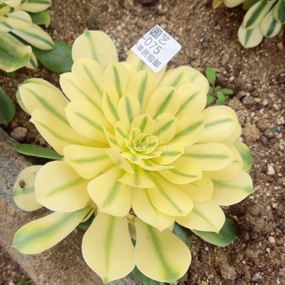 心**橙雪莲手捧多肉植物075