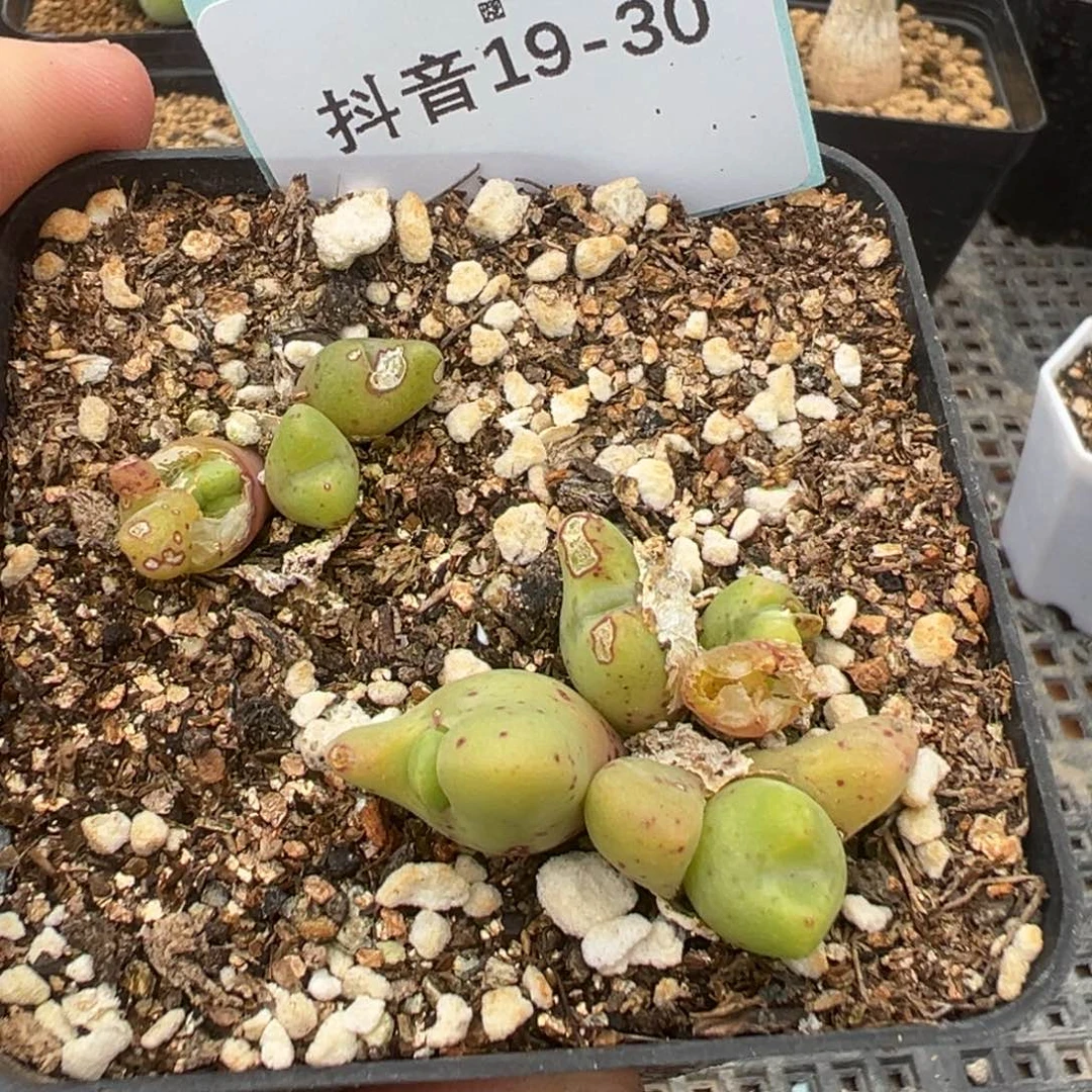 19-30麋鹿角多肉植物，