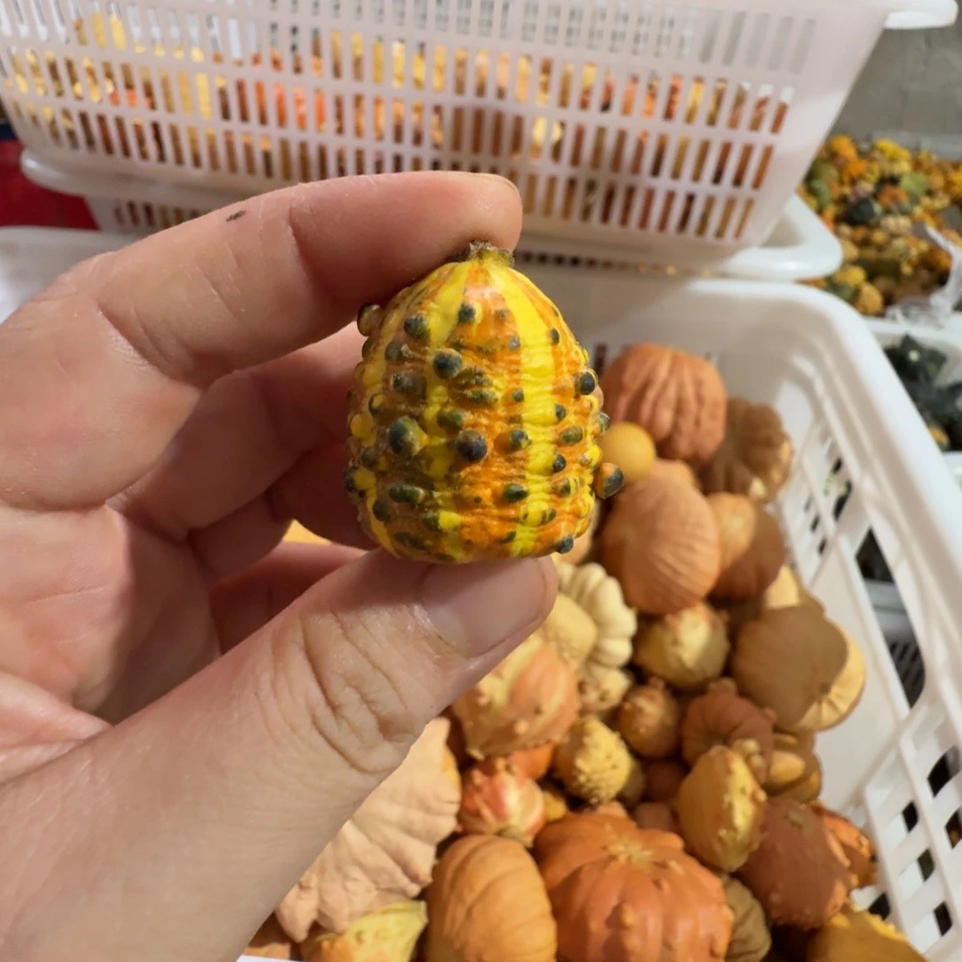 魔特价葫芦不退不换