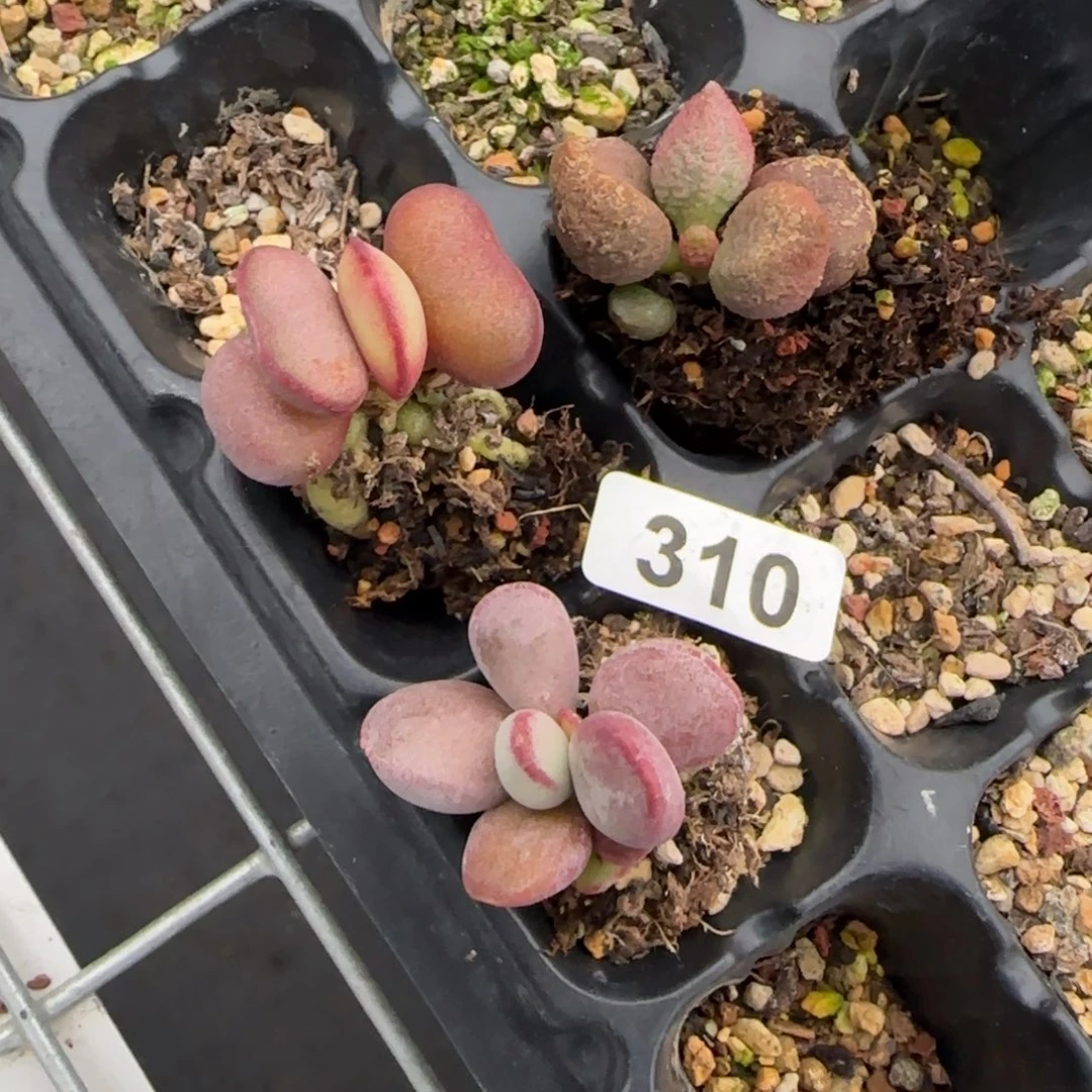 水泡多肉植物水泡多肉