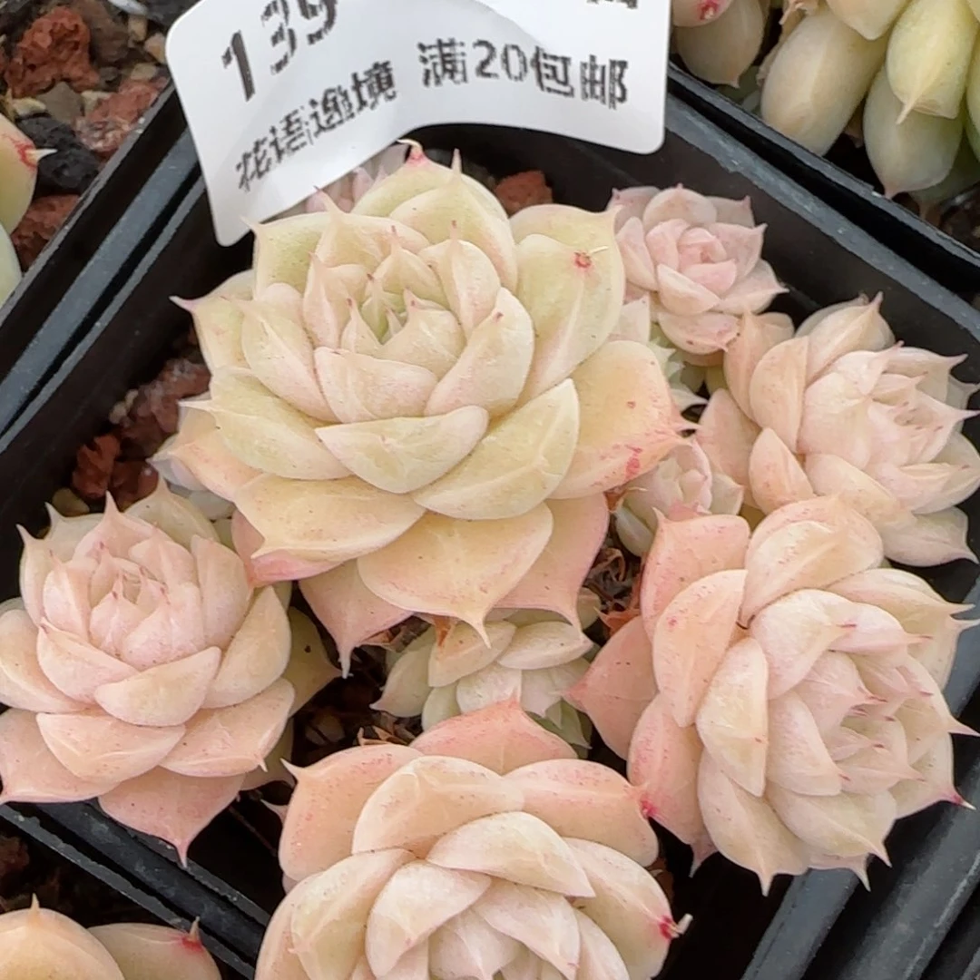 花语逸镜0129-139散