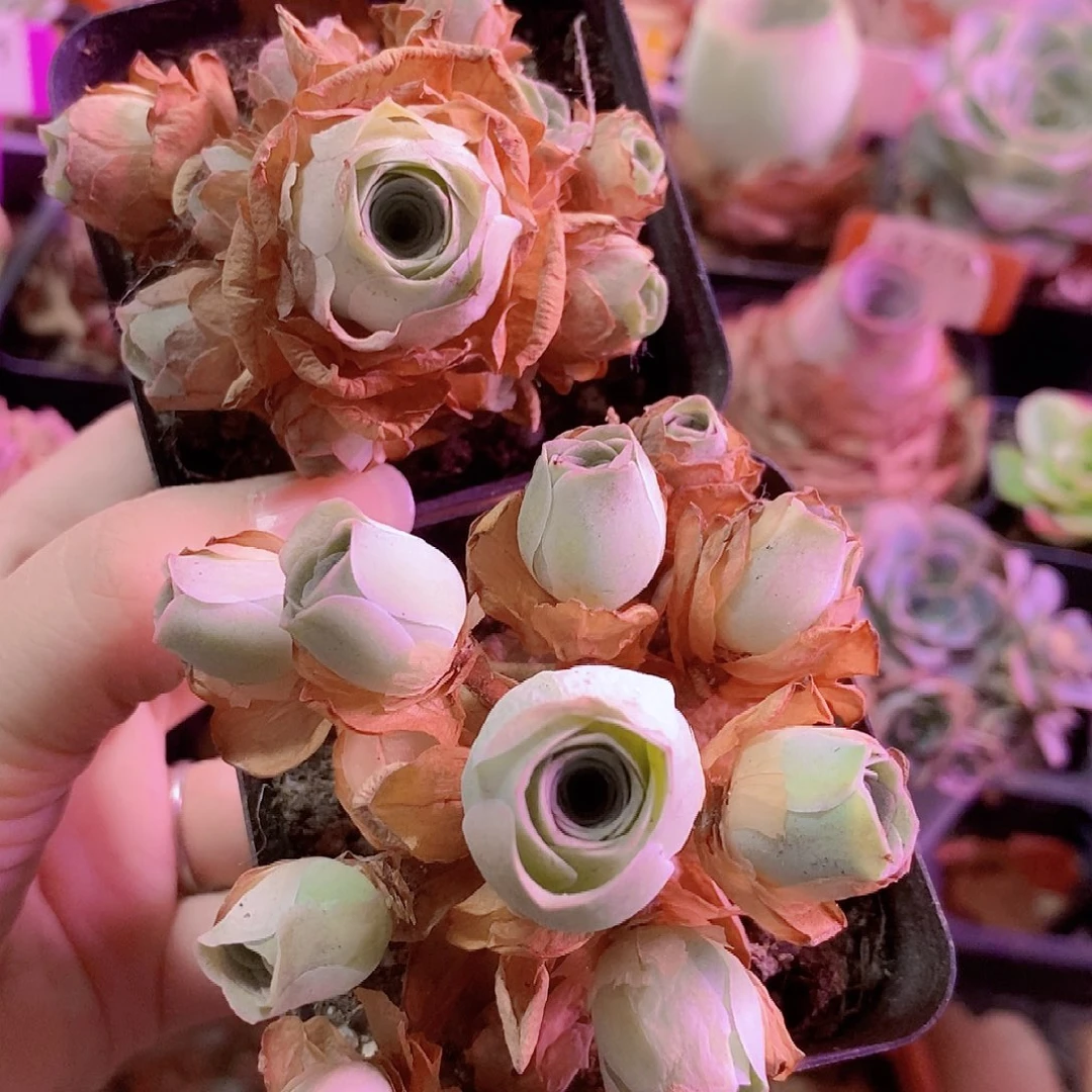 小***z山地玫瑰一物一拍298