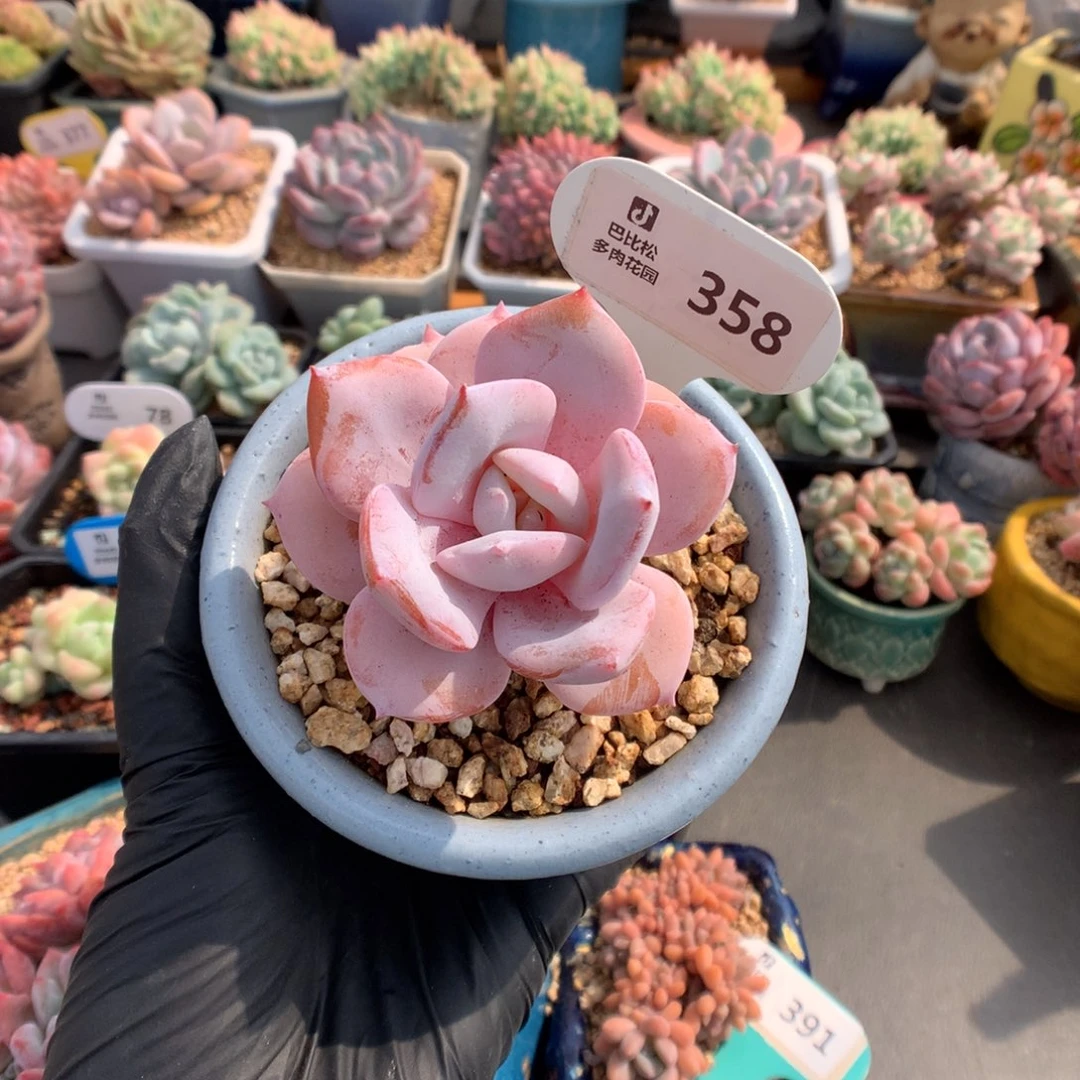 …***358 奶茶多肉多肉