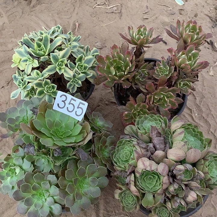无花朵355四颗多肉植物组合