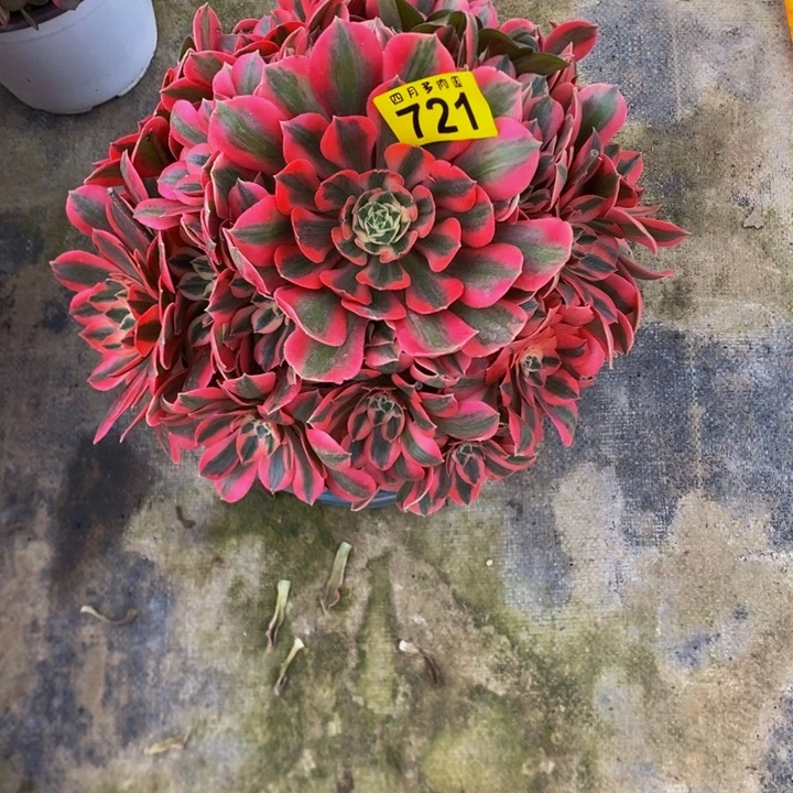 浮***怒多肉粉红佳人7210000