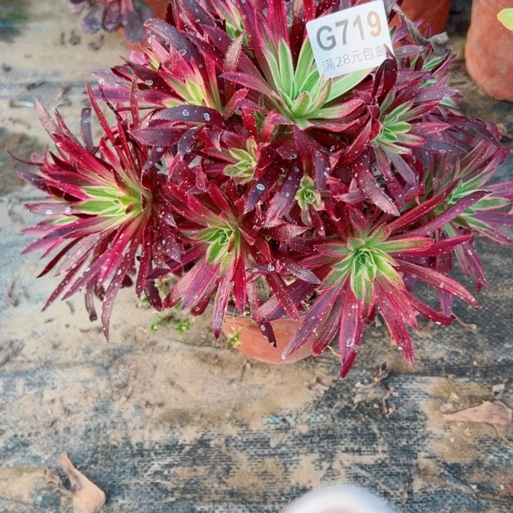 719凤凰锦多肉植物