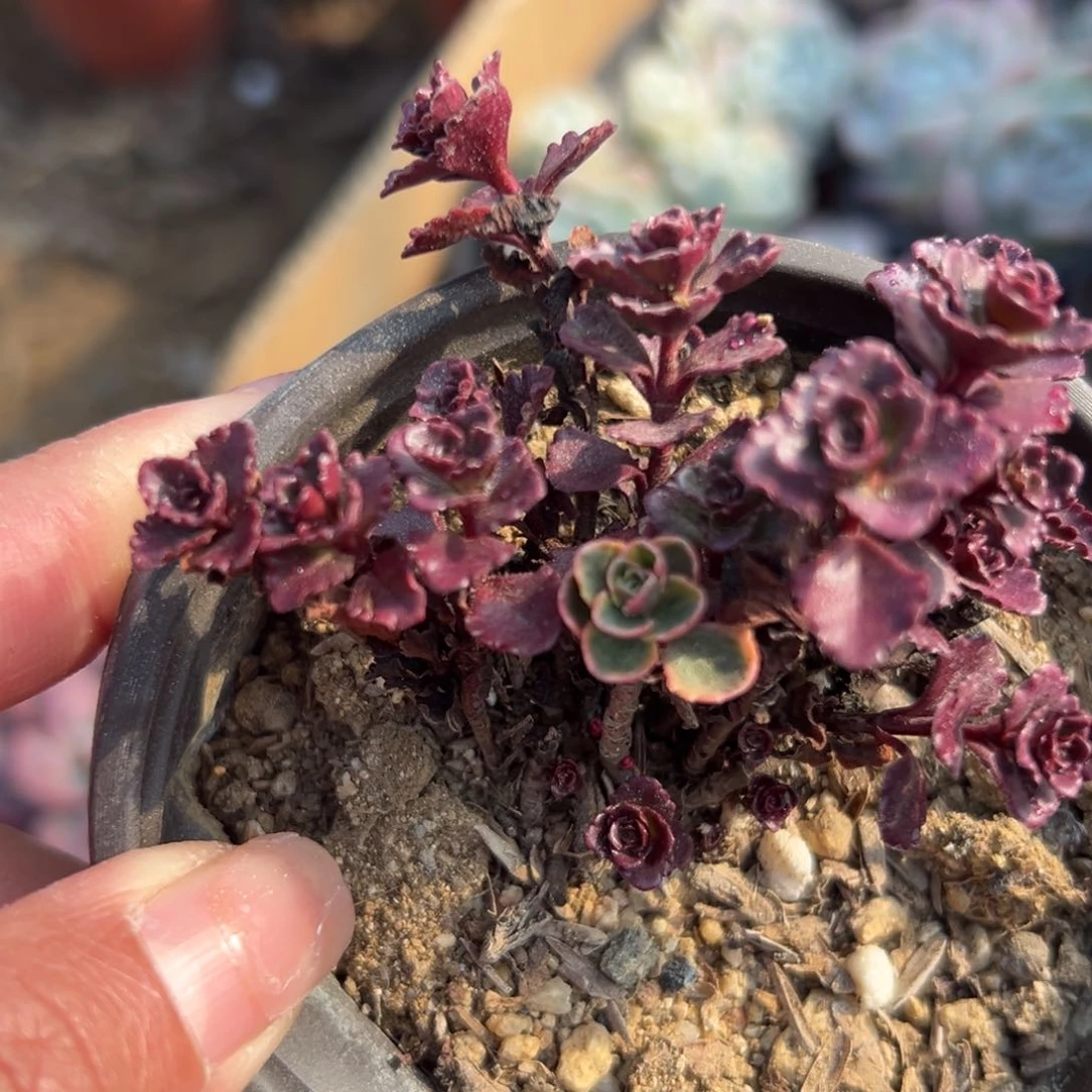 多肉植物多肉植物