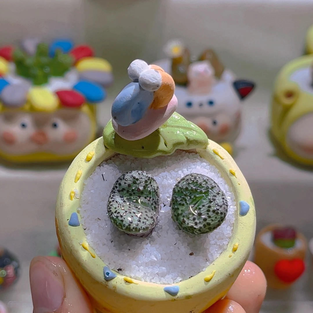 016墨点安贞带盆土一套45