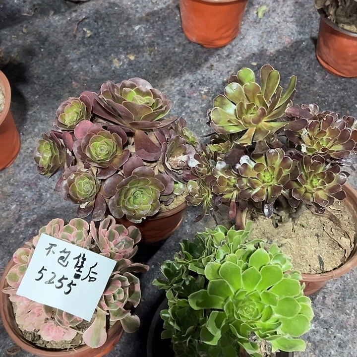 活***己四颗组合不包售后