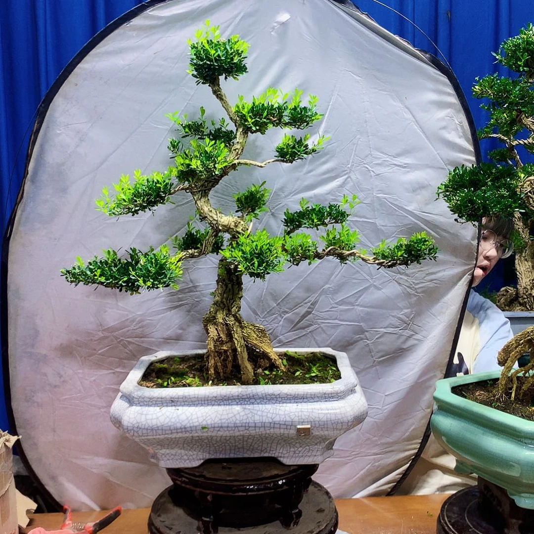 无花朵黄杨盆景一物一拍