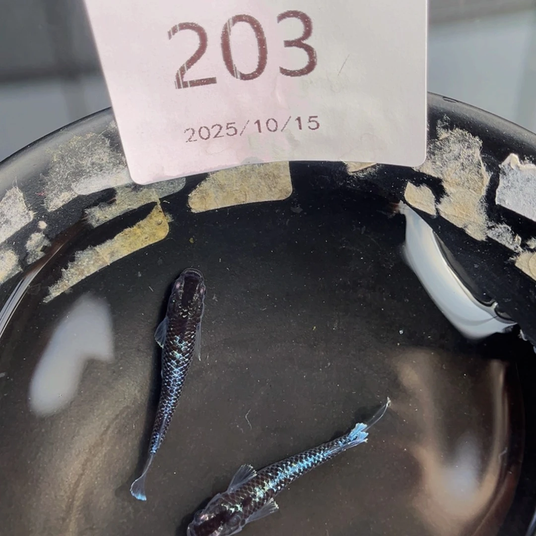 青鳉鱼203午夜裙摆一对