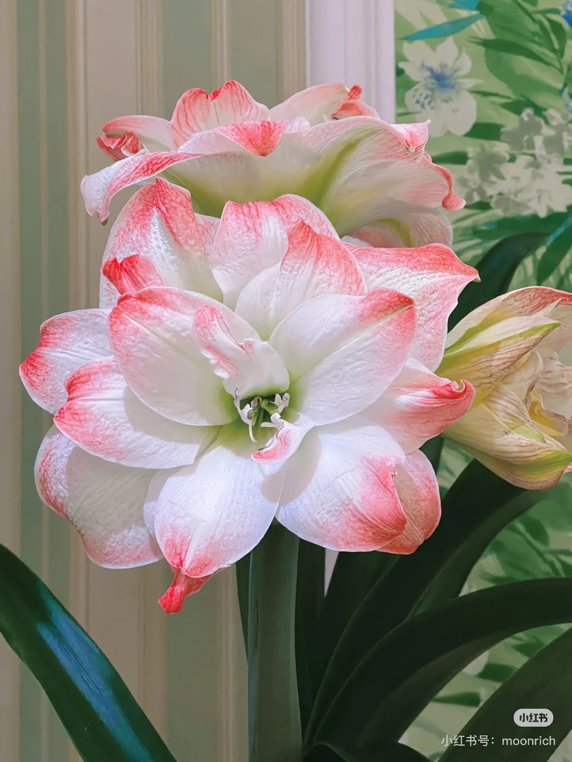 【糖果黛丝】国产优选自然球重瓣朱顶红种球多年生好种