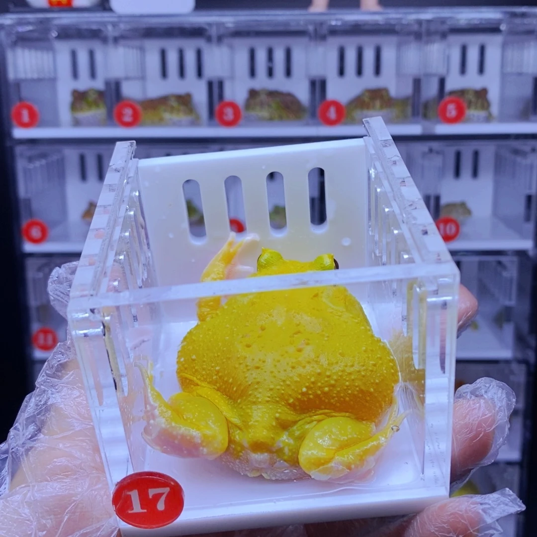 诺***熙彩色蚕宝宝角蛙3-10cm闪购专享链接
