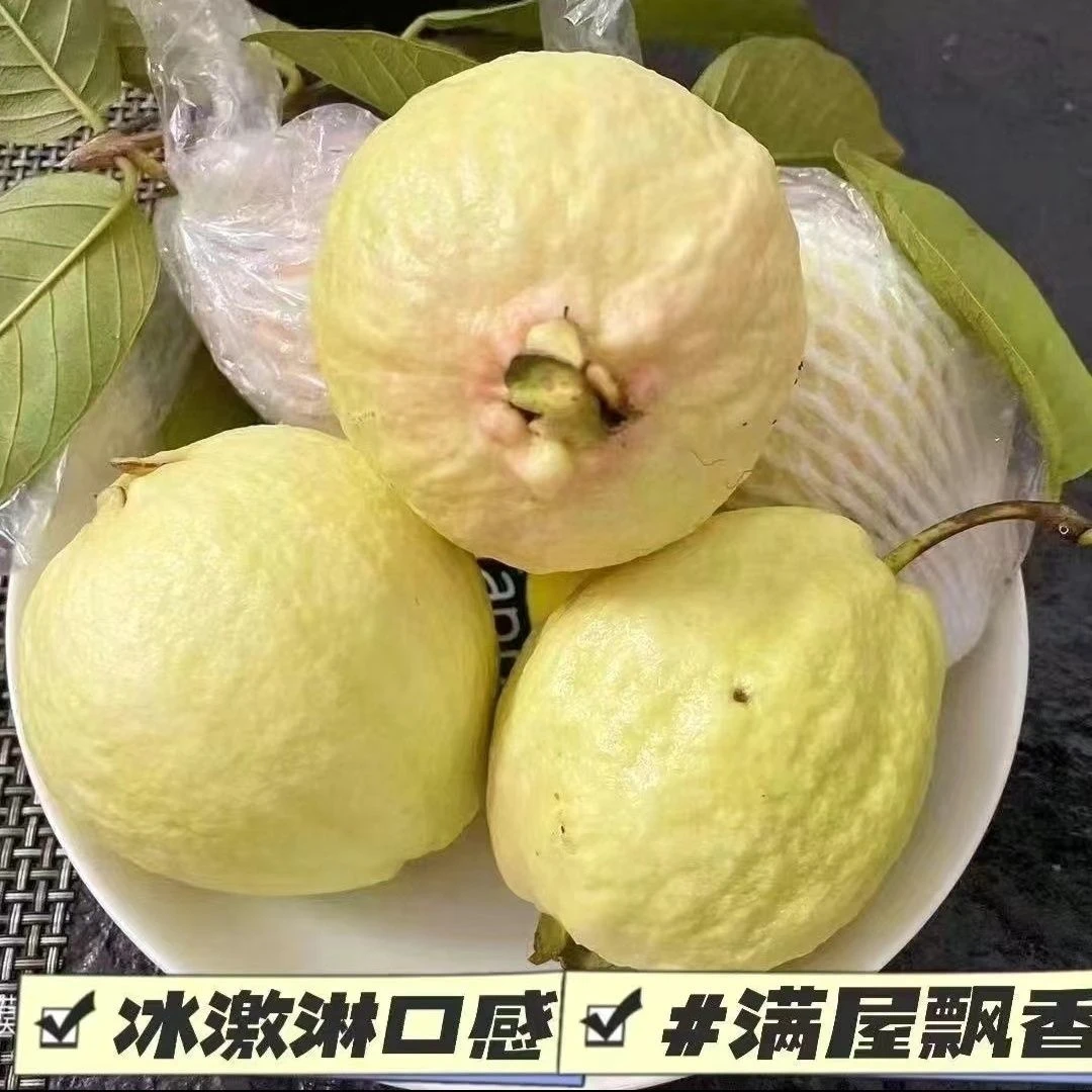 广西番石榴白心奶油芭乐软糯香甜冰淇淋口感当季水果产地直发