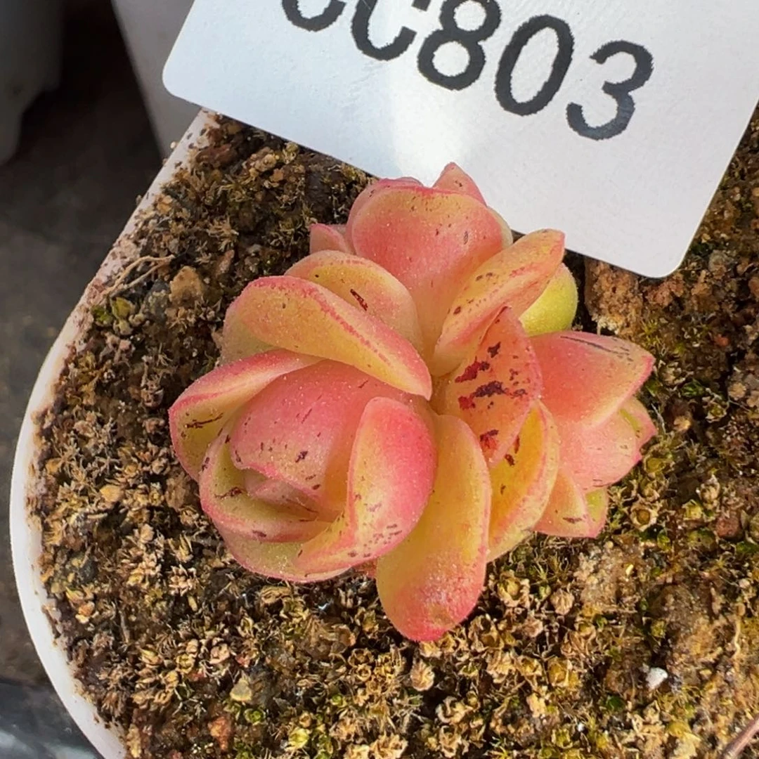 陈陈803帕美mex绝色x各种开播福利