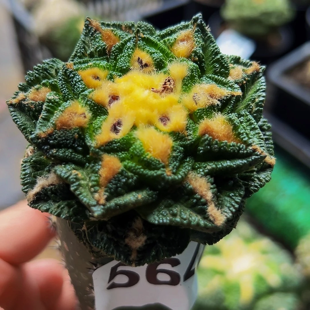 无花朵福利金毛隔尤辛顿564