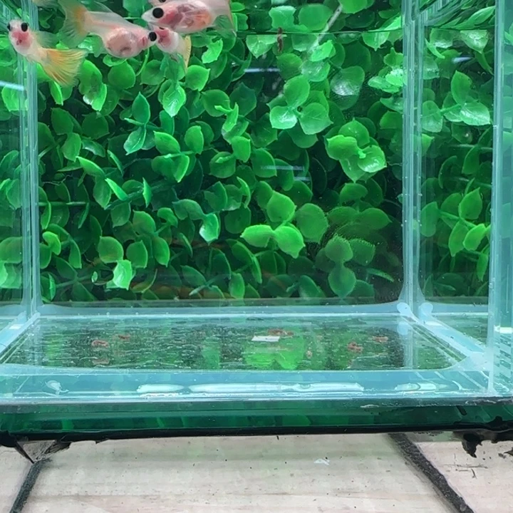 孔雀鱼15黄金玻璃猫两对