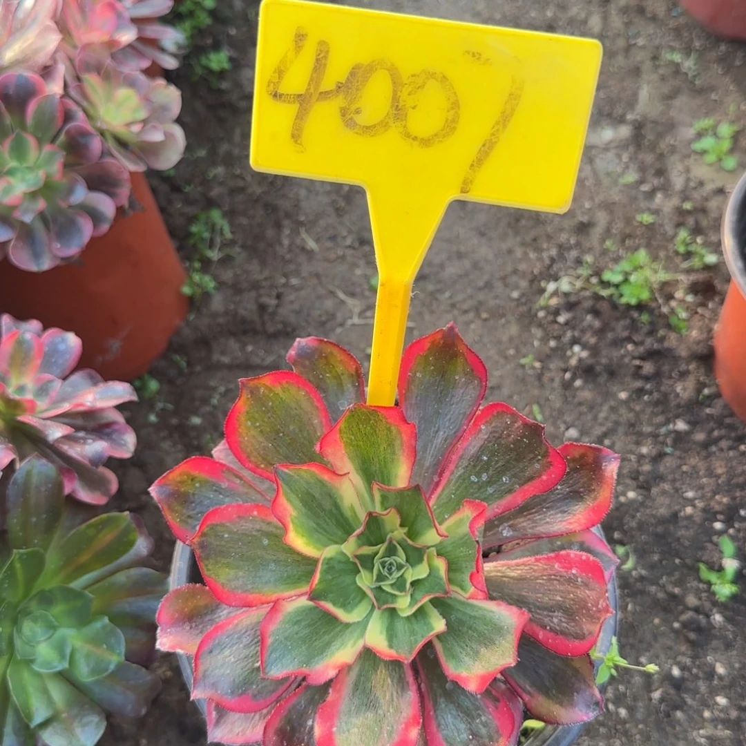 4007--多头多肉植物