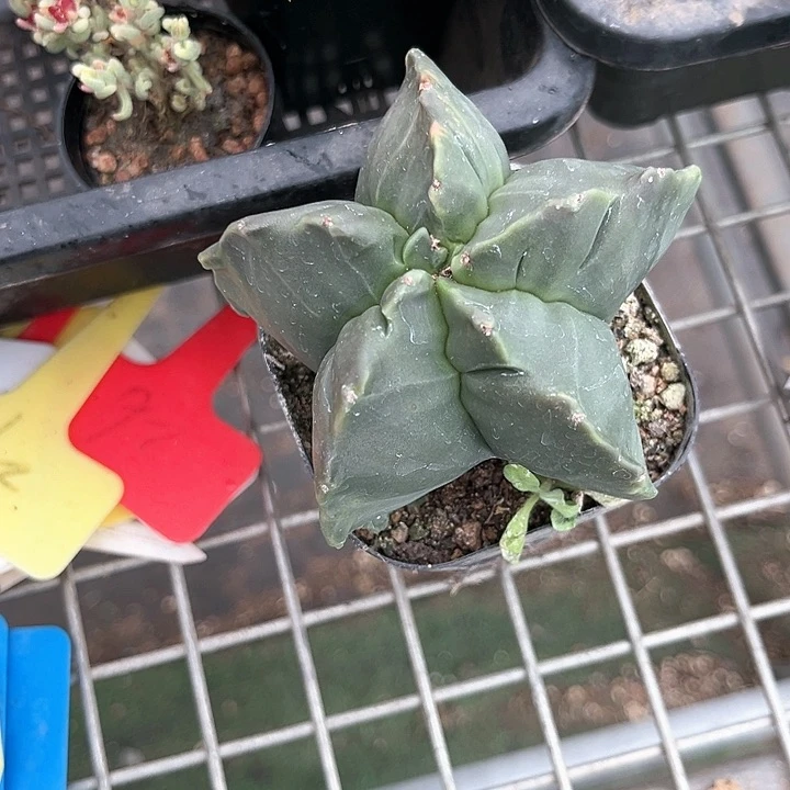 我也想你啊我也好爱好