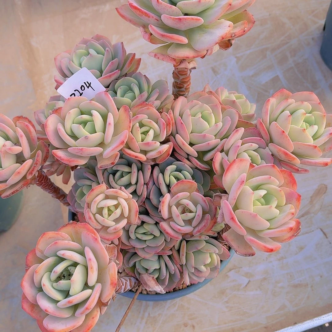 ?****?2204白月光多肉植物