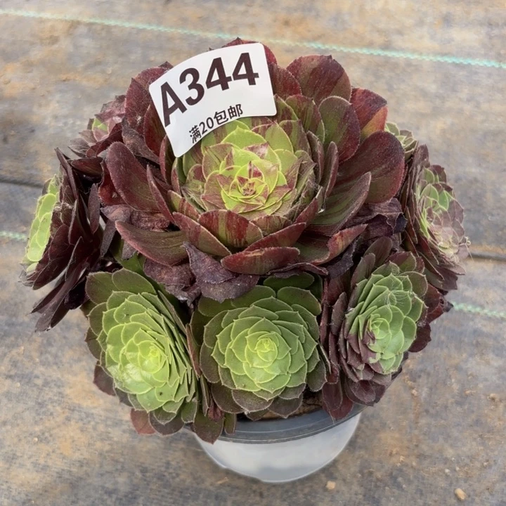 瑞妈多肉园艺，344