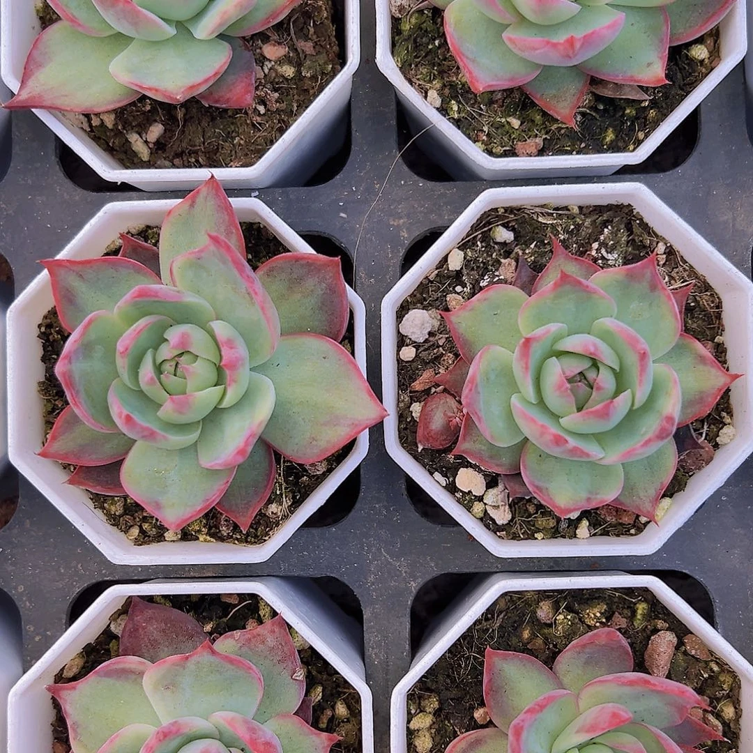 宽叶惊鸿仙子19包邮多肉