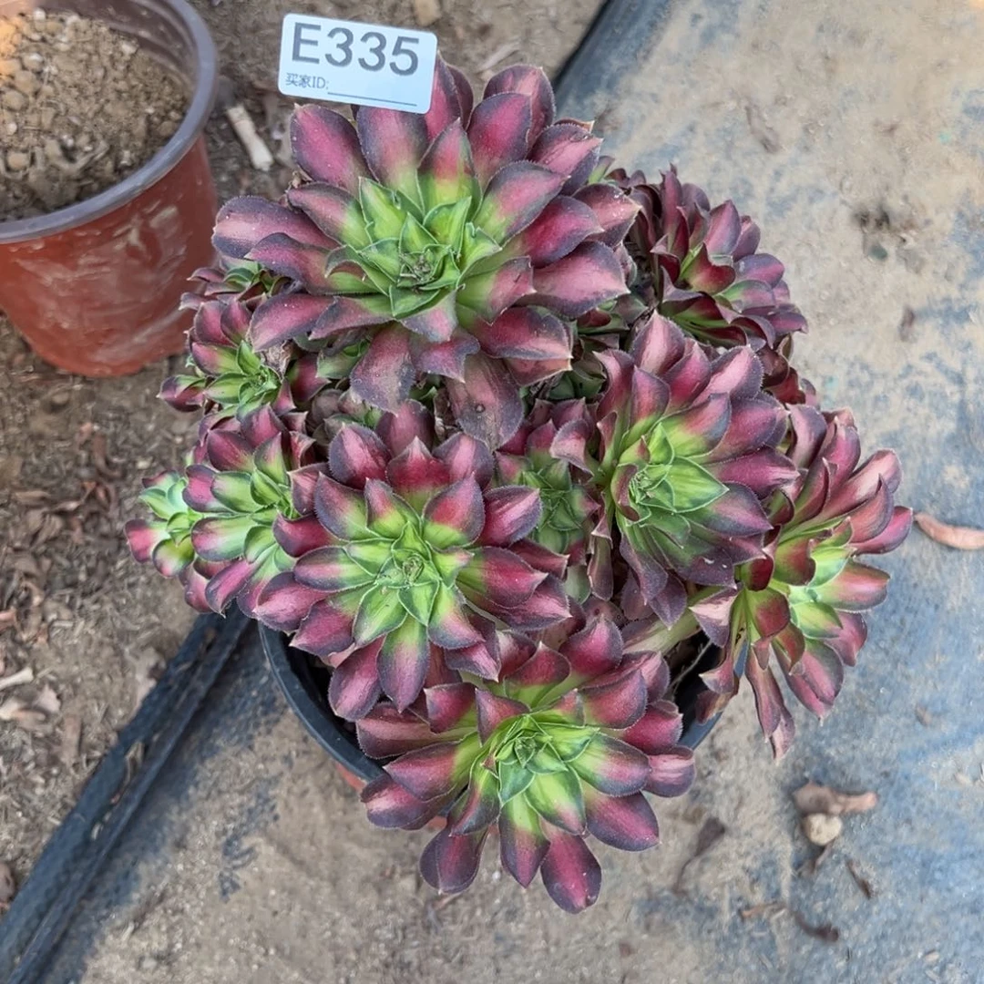 335韶华多肉植物法师