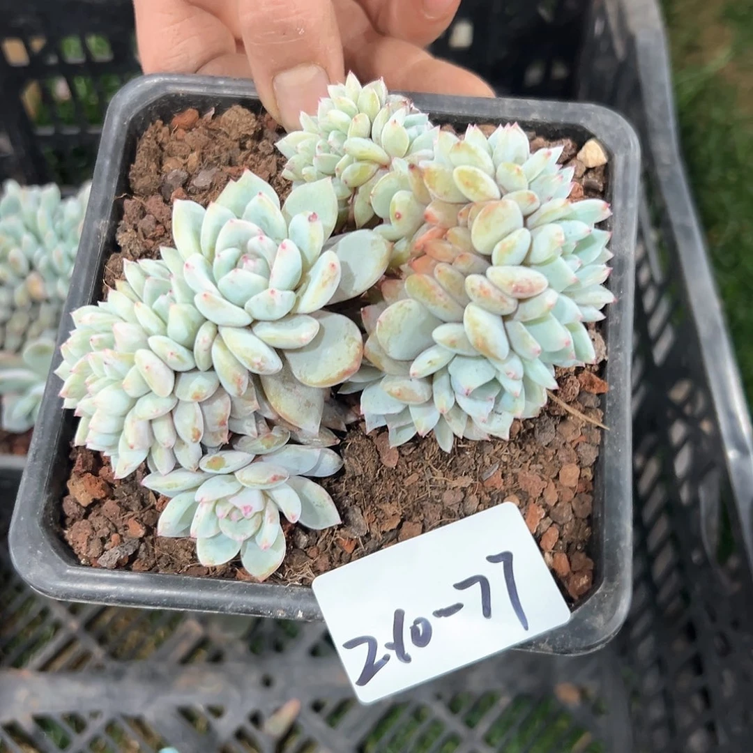 210-77橙子缀化多肉