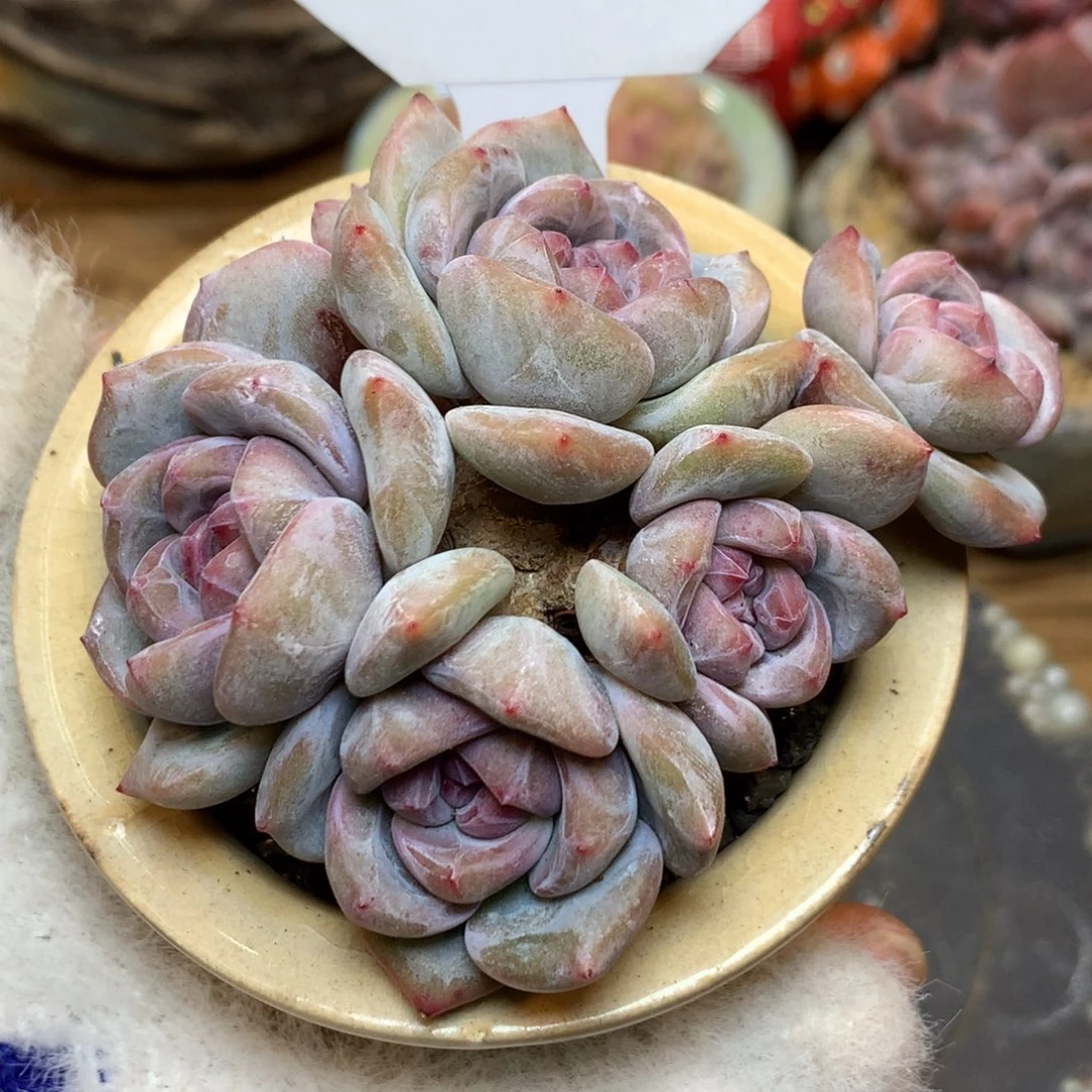 S3267 星影石榴籽 玫瑰花脸 6头