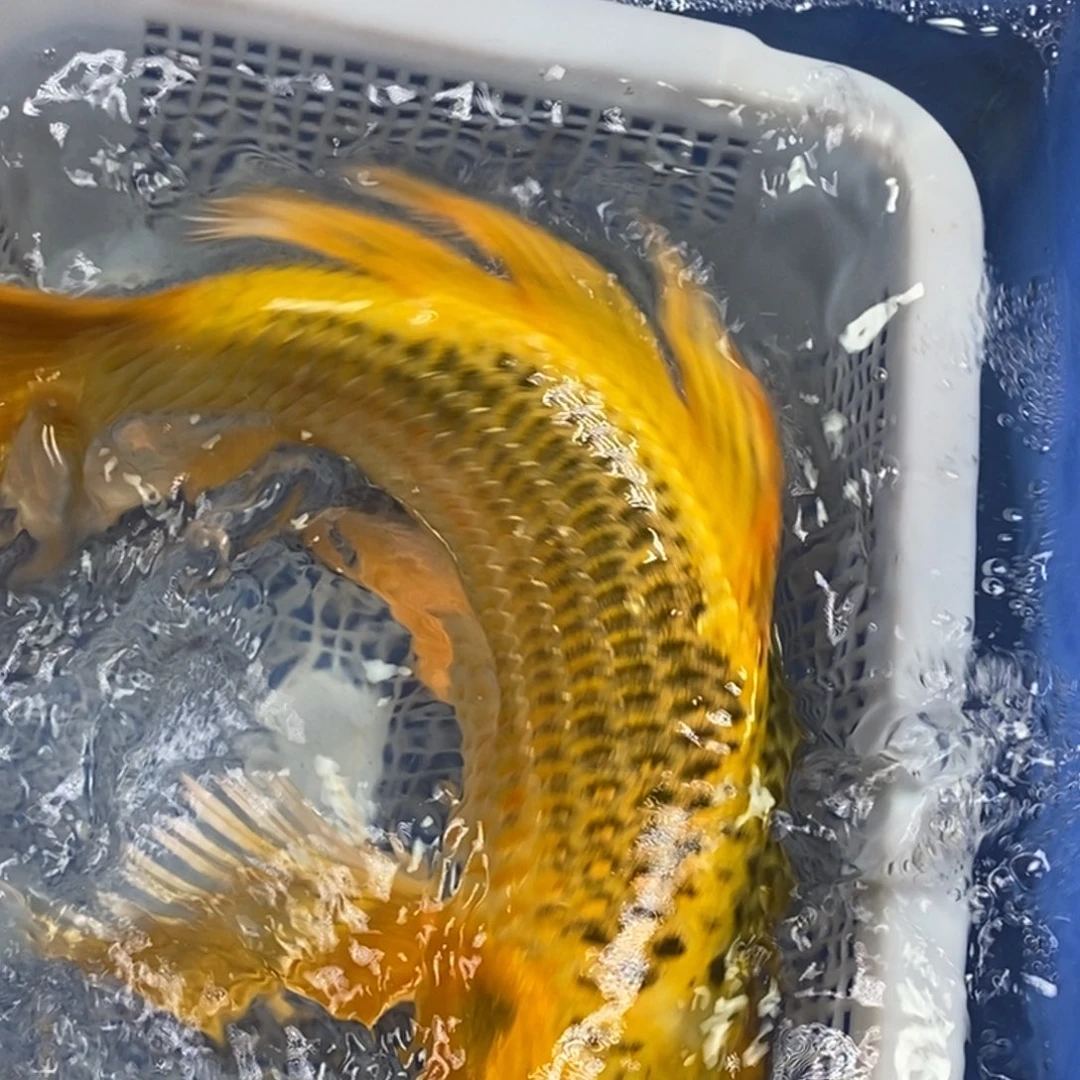 锦鲤冷水锦鲤包邮