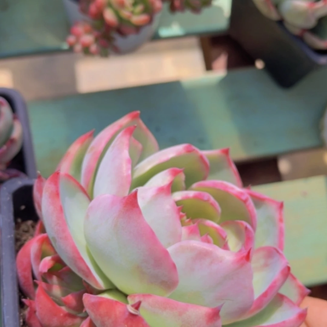 【闪购商品】惊鸿仙子19155