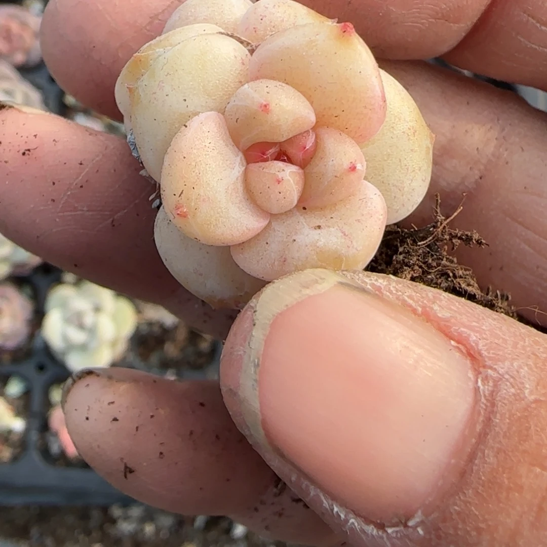 多肉小卡拉米糖心一物一拍