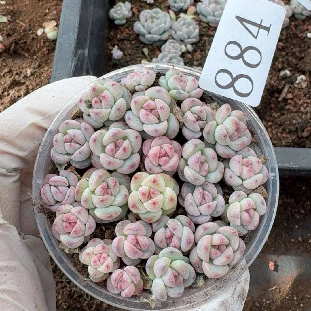 多肉植物多肉植物884