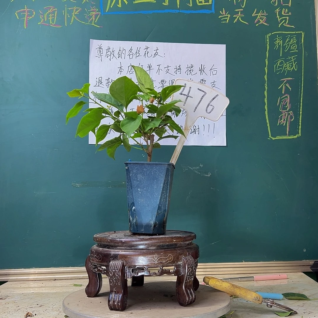 当前无花栽培后可以开花  不甜西瓜 方盆  476