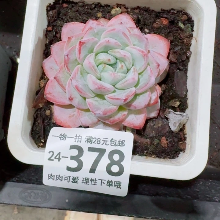维特多肉无盆土发货无