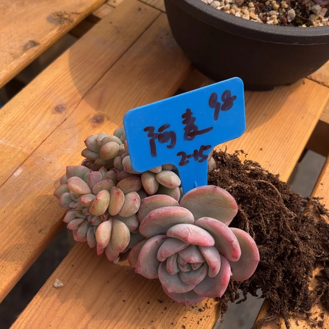 阿麦s石榴籽多肉植物