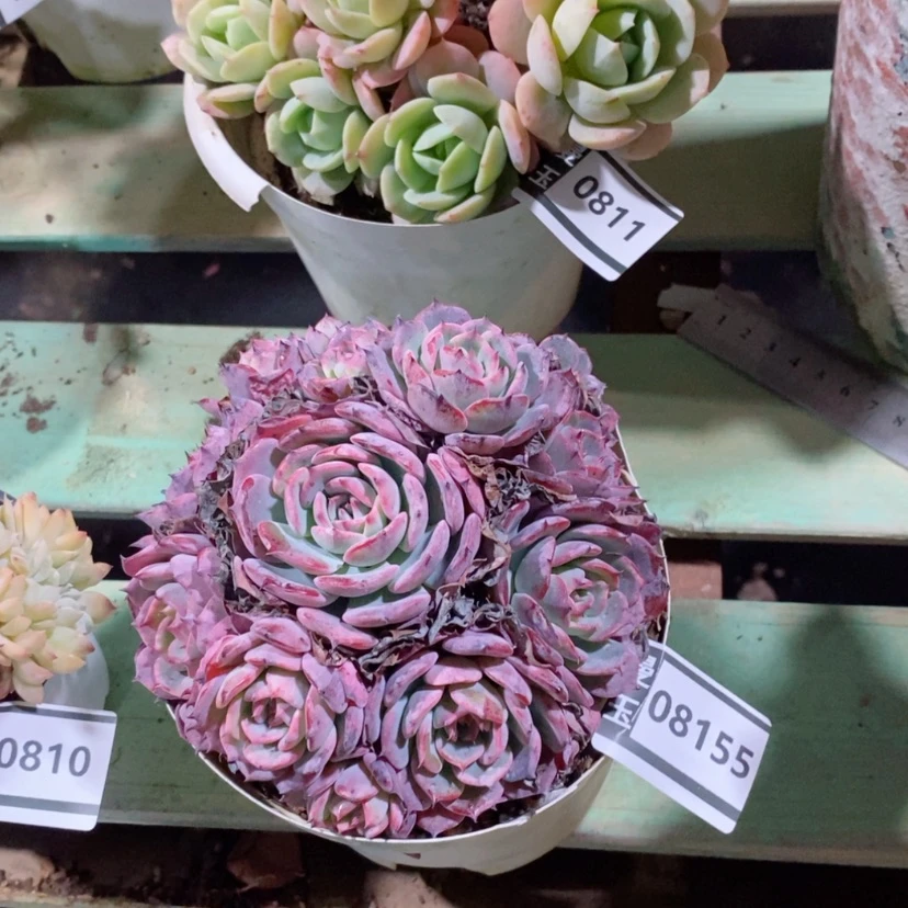 【闪购商品】劳伦斯08155