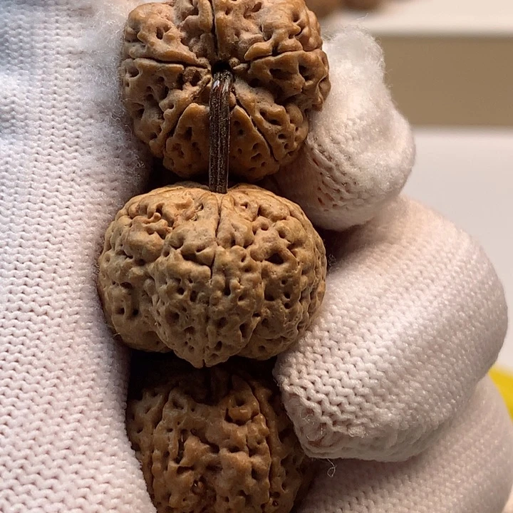 吊坠金刚菩提22尺寸龙牙梅花