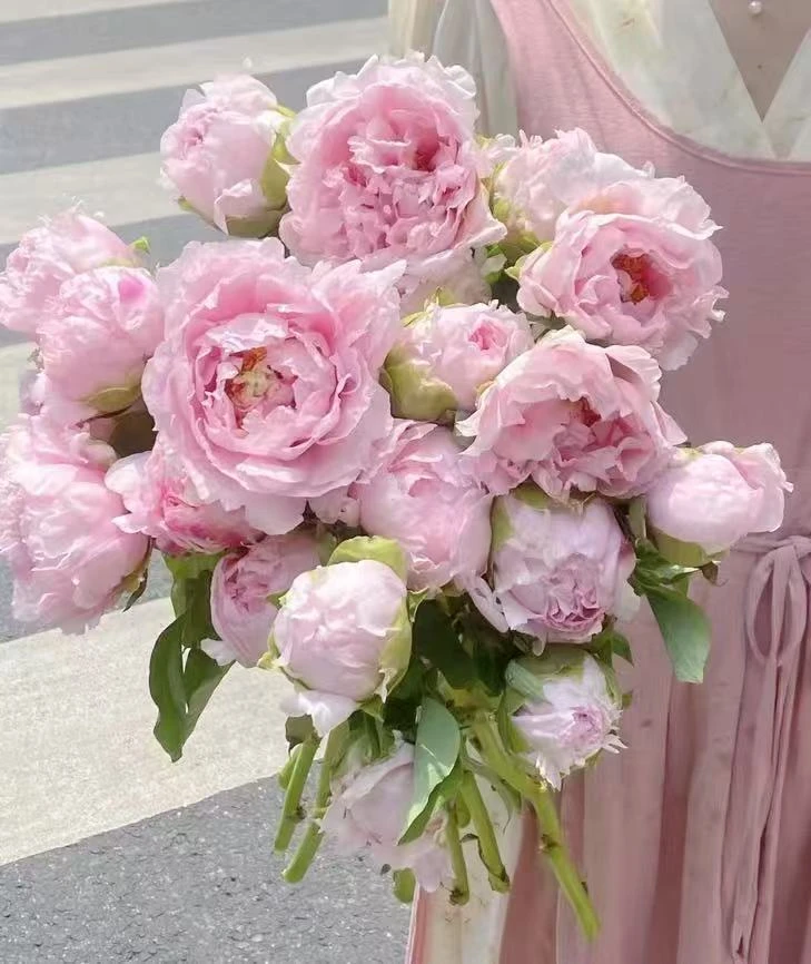 AAA高端鲜花.国花牡丹 雪印桃花 新鲜采切 批发自产自销