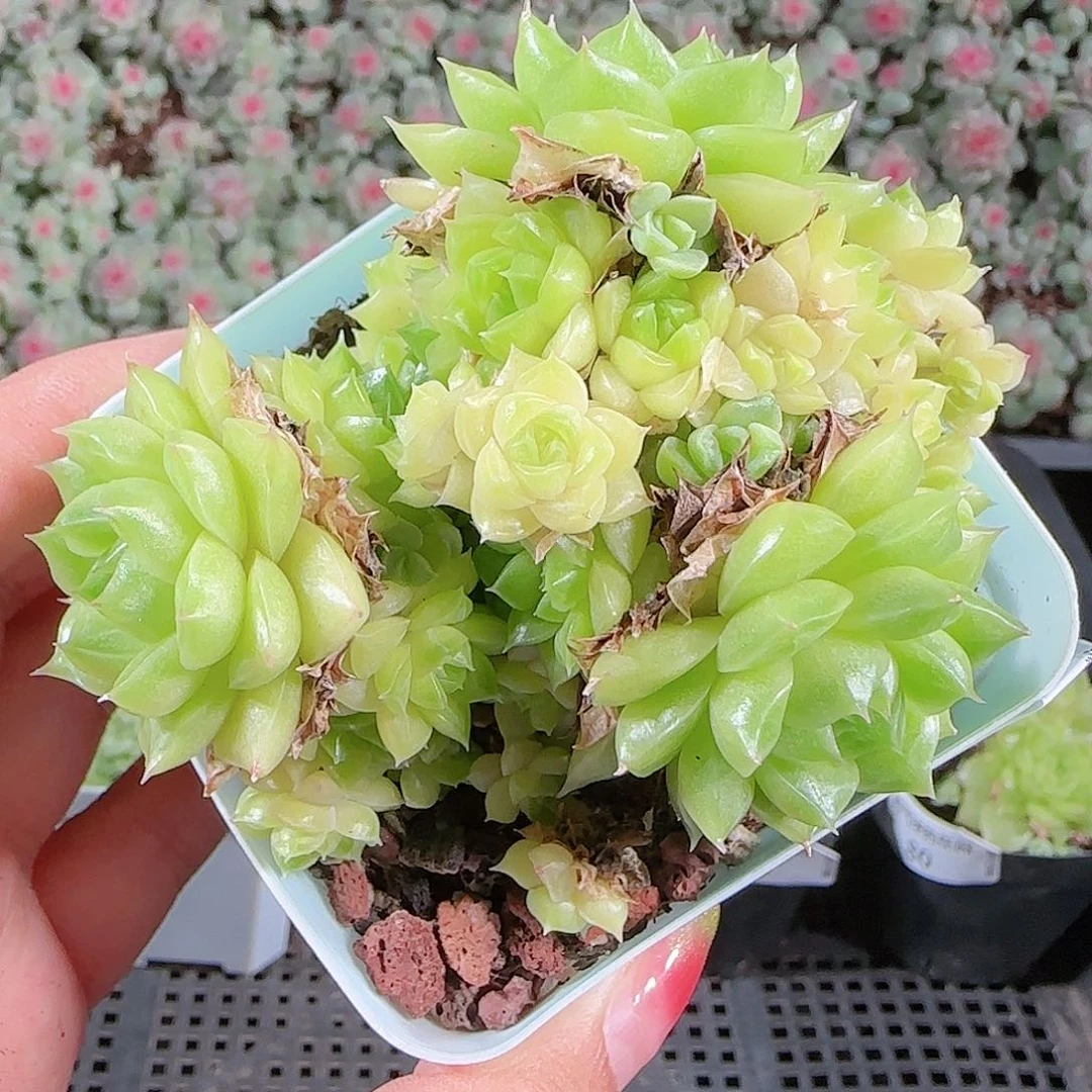 0018-81麦秆优选不包整