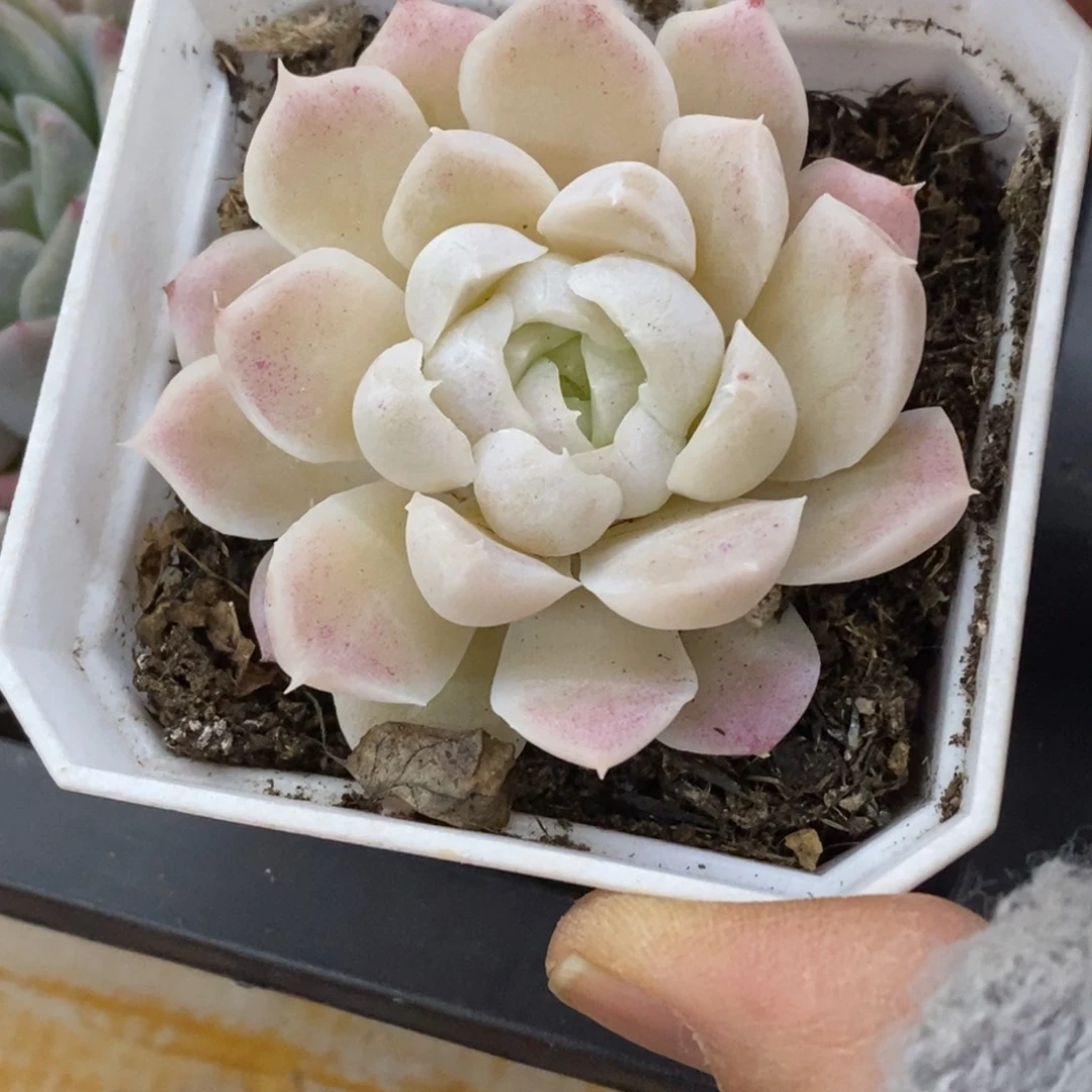 精品多肉一物一拍不包整46