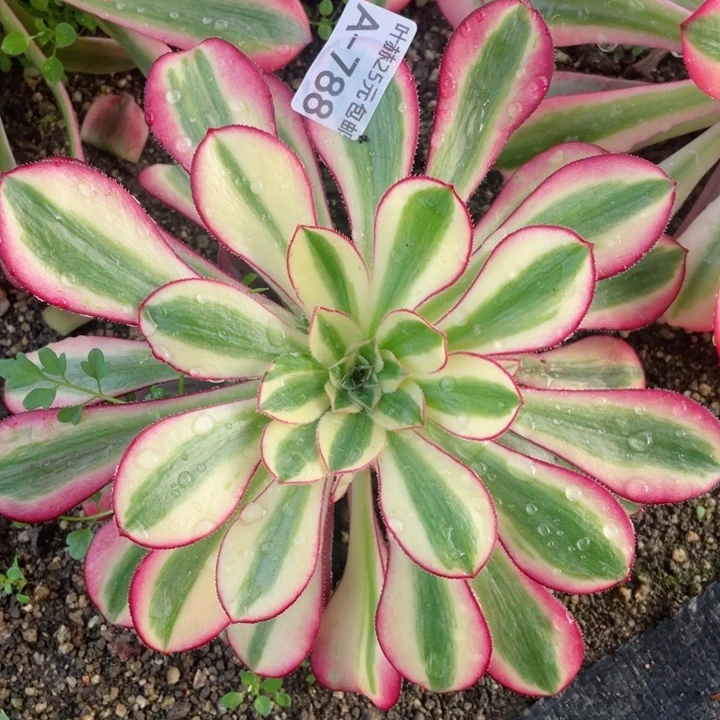 788冰淇淋多肉12345678