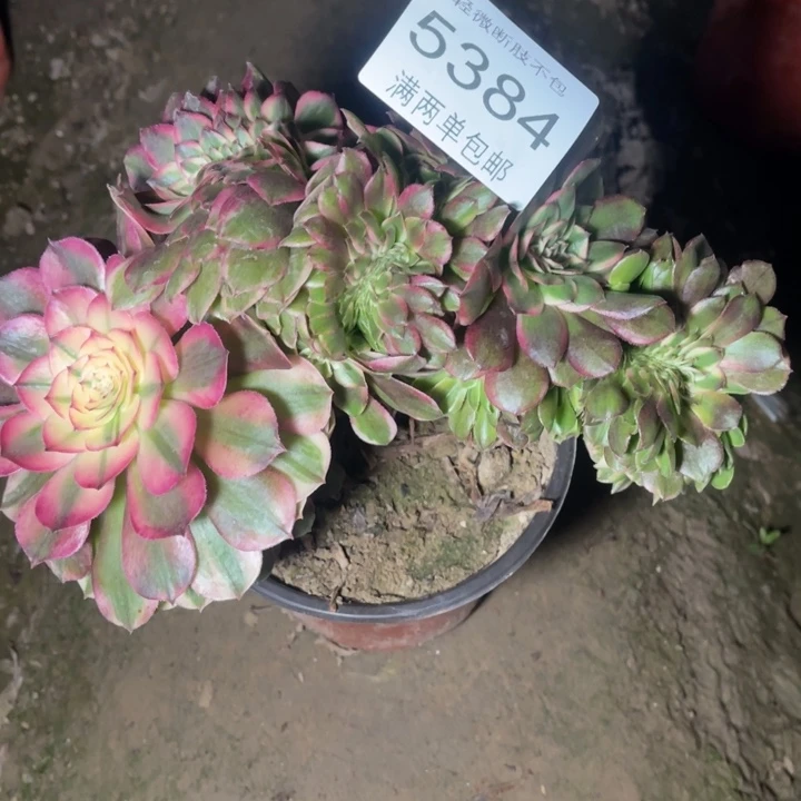 5384荔枝的人多肉的