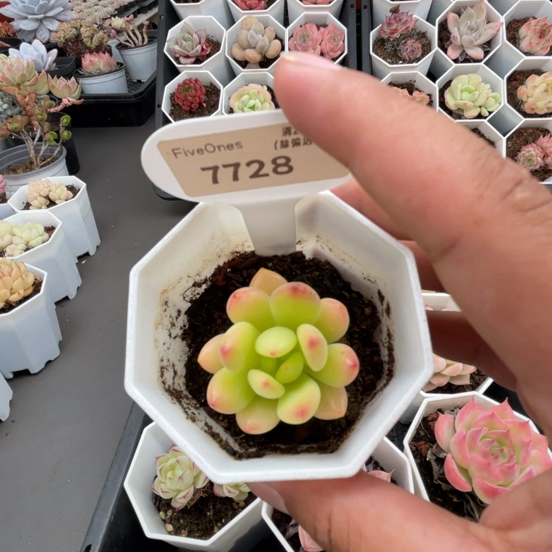 7728 春萌 3.5厘米